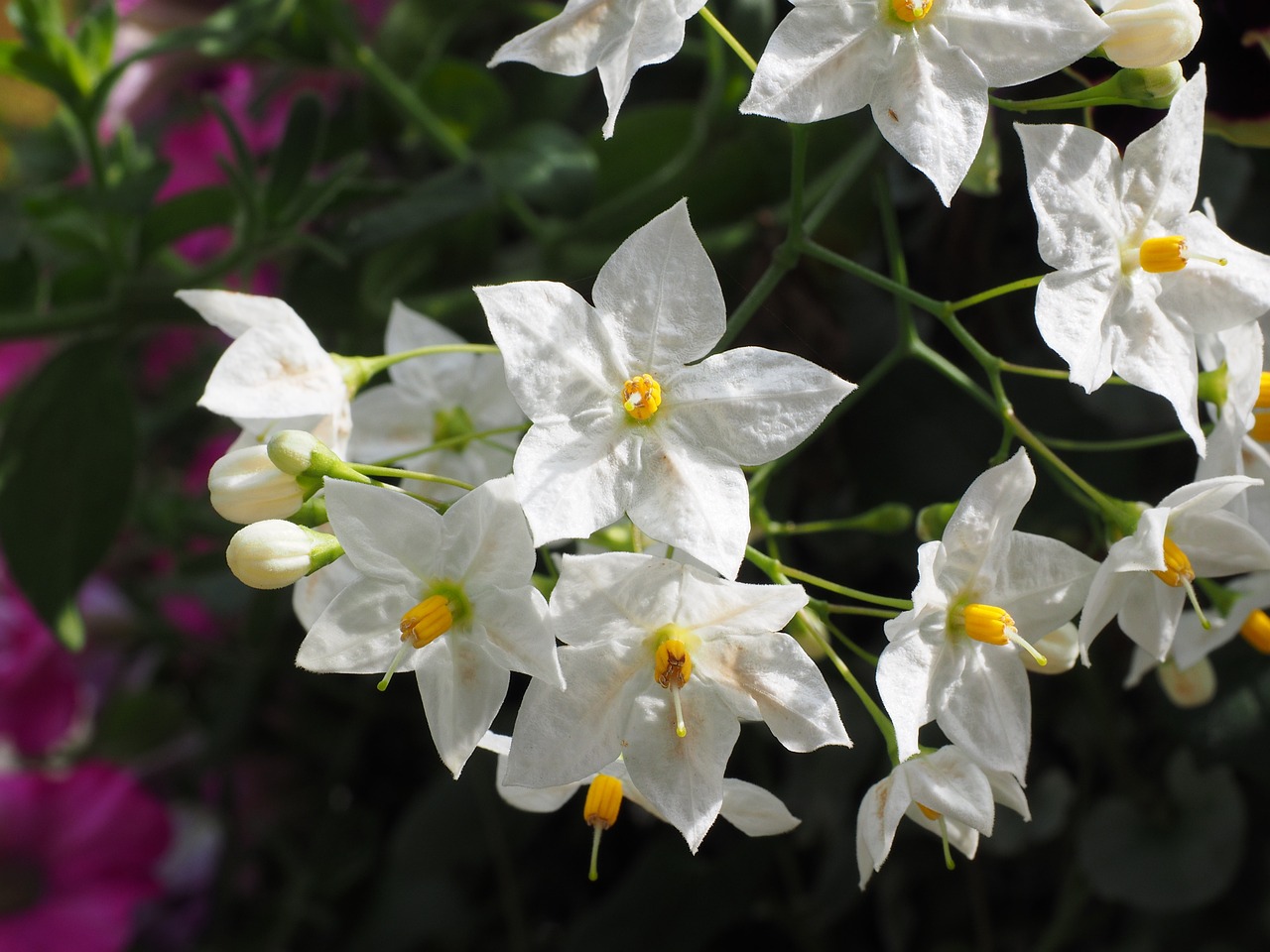 Chilean Potato Vine (Solanum Jasminoides Alba) White 17cm pot