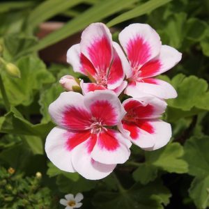 Pelargonium