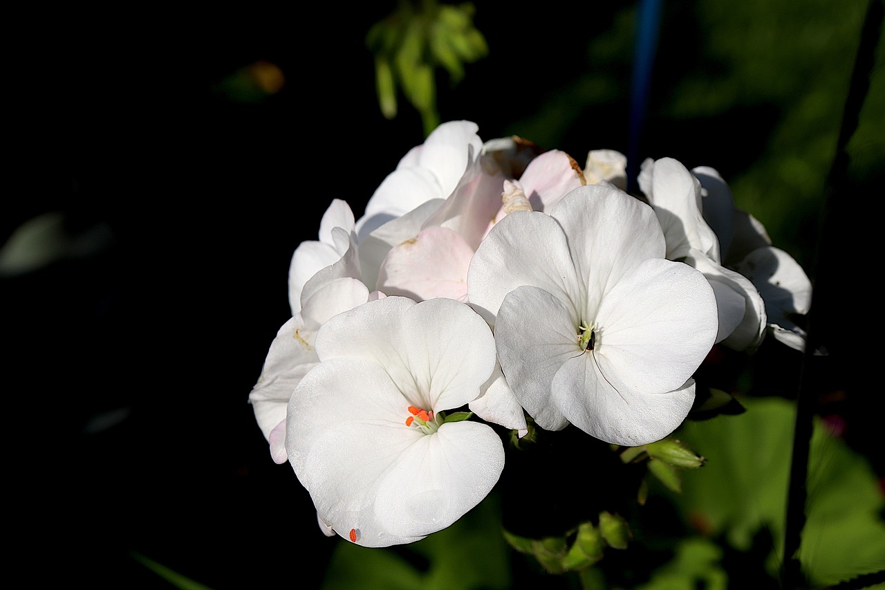 Pelargonium