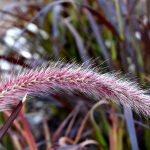 Pennisetum "Red Buttons"