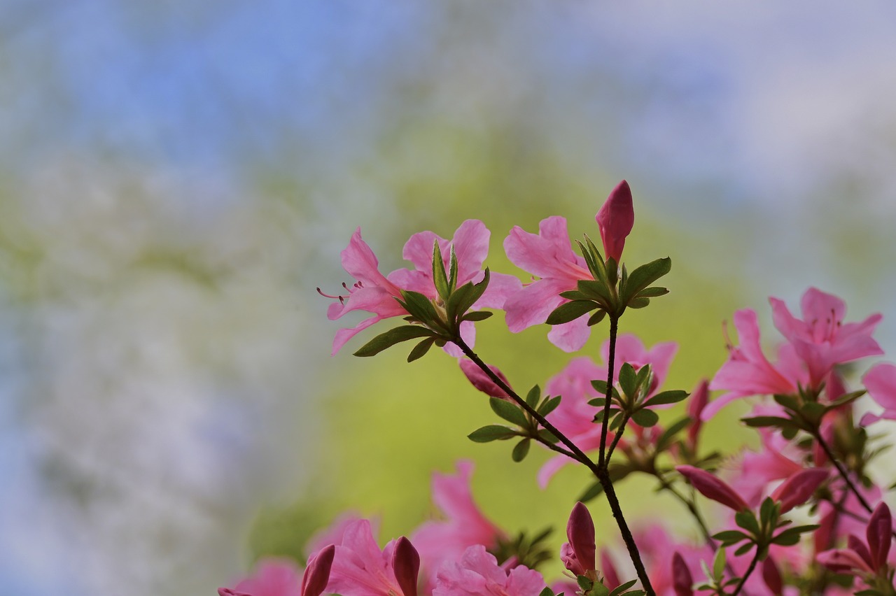 Flowers and shrubs