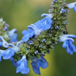 Sage Beautiful Blue (Salvia Africana-Caerulea) 15cm pot
