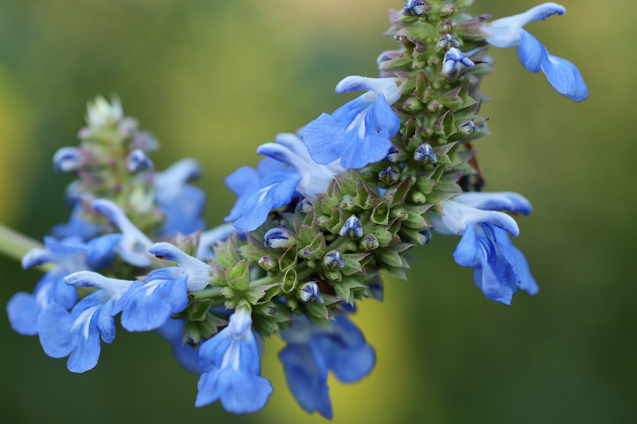 Sage Beautiful Blue (Salvia Africana-Caerulea) 15cm pot