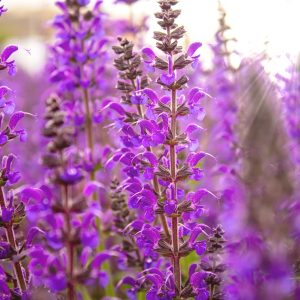Sage Mystic Spires (Salvia Longispicata x Farinacea) Purple 15cm pot