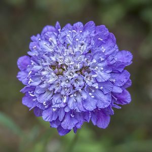 Wild Scabious (Scabiosa Columbaria) Vivid Violet 15cm pot