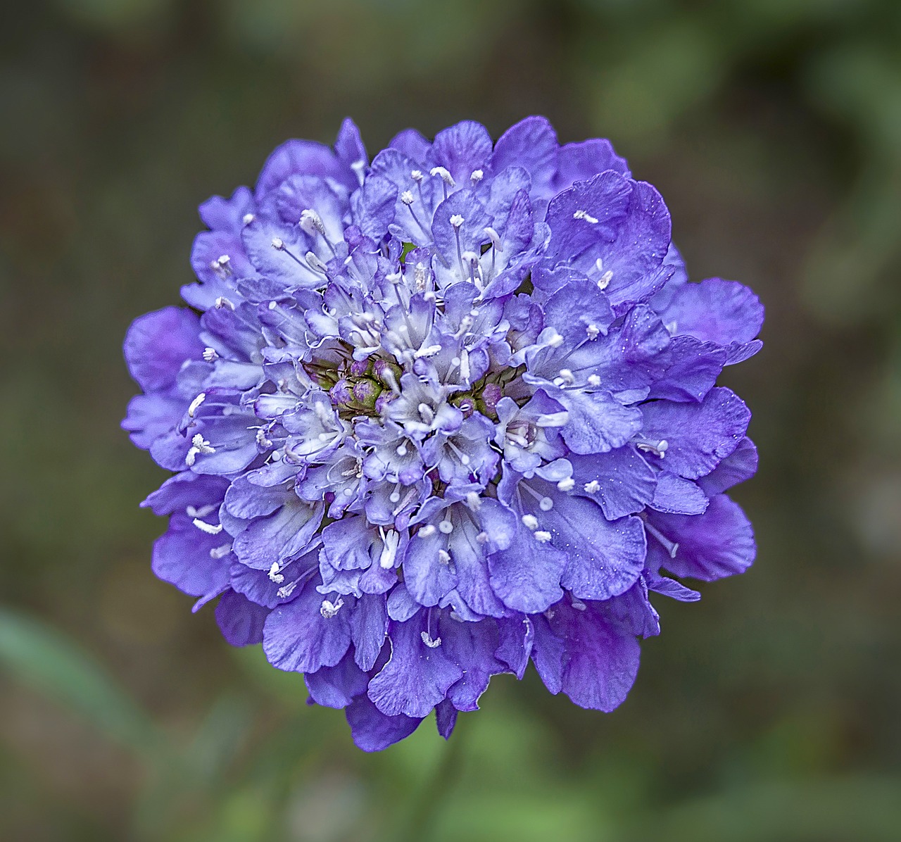 Wild Scabious (Scabiosa Columbaria) Vivid Violet 15cm pot