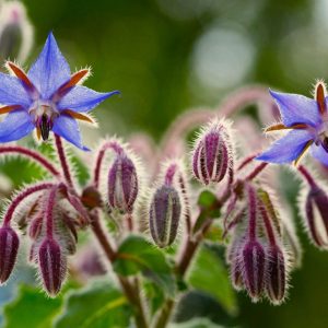 Borage Blue 15cm