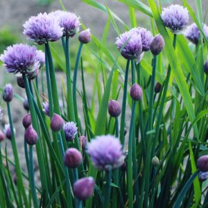 Chives 12cm Pot