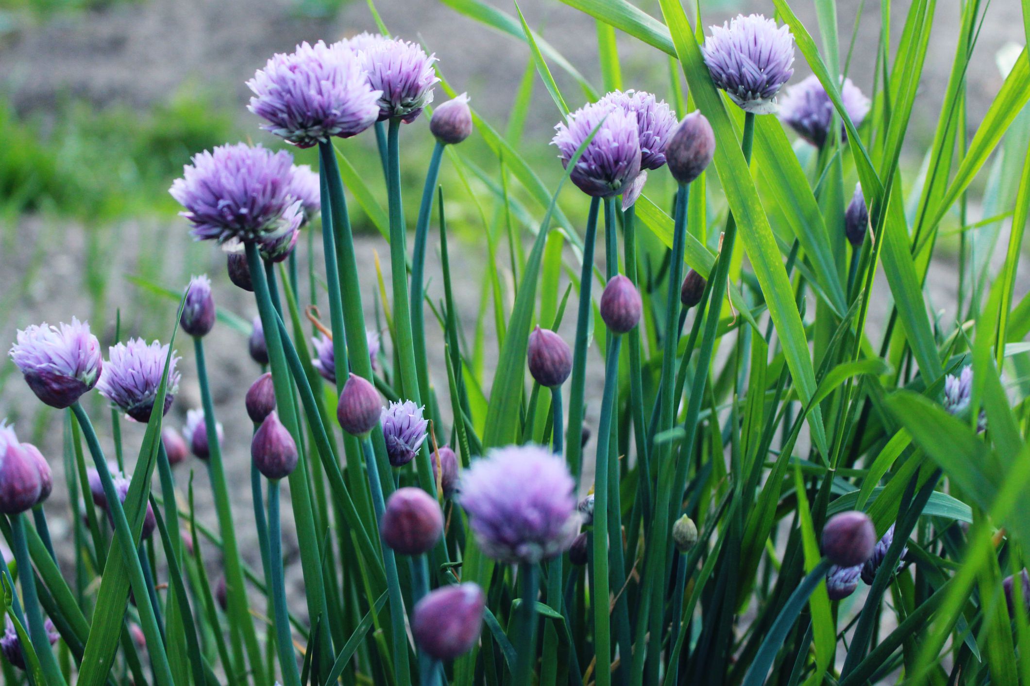 Chives 12cm Pot