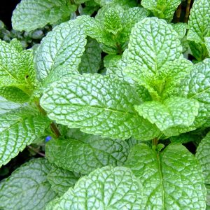 Mint Garden 15cm Pot