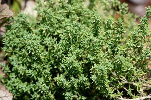 Thyme 15cm Pot