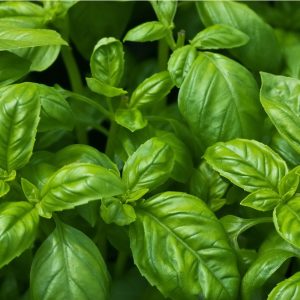 Basil annual 15cm Pot