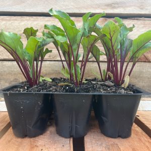 Beetroot 6pk