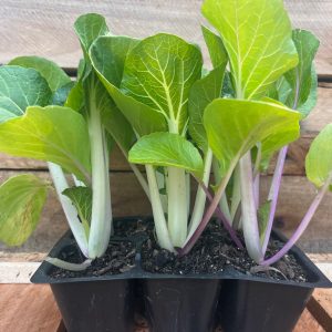 Chinese Cabbage 6pk