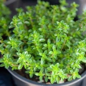 Lemon Thyme 15cm