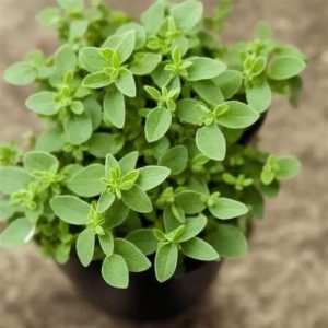 Oregano 15cm Pot