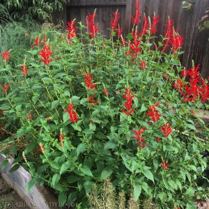 Pineapple Sage 15cm Pot