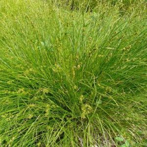 Carex 'Pheonix Green' (Carex Oshimensis) 15cm Pot