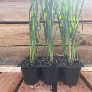 Leeks 6pk