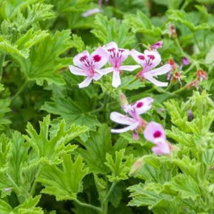 Lemon Scented Geranium 15cm (Pelargonium Citronellum)