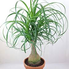 Ponytail Palm (Beaucarnea Recuvata) 20litre