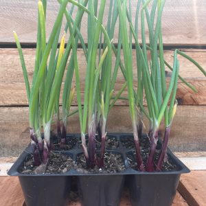 Red Spring Onion 6pk