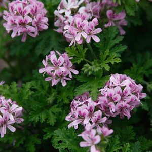 Rose Scented Geranium 15cm (Pelargonium Graveolens)