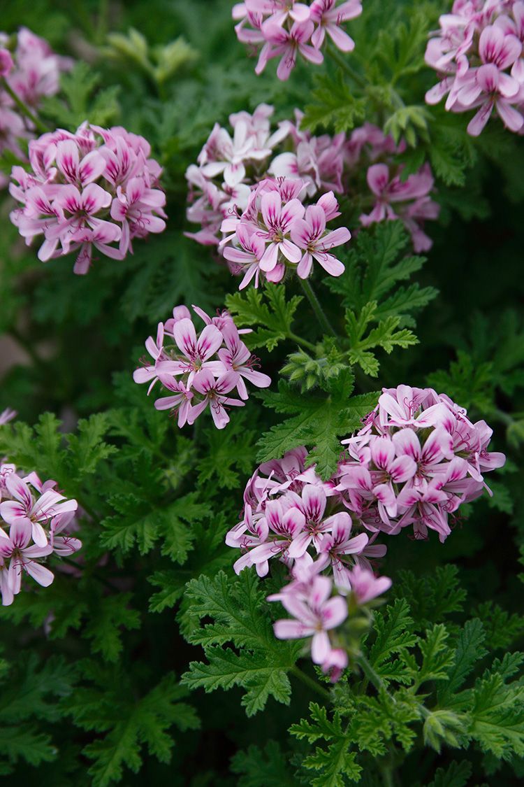 Rose Scented Geranium 15cm (Pelargonium Graveolens)