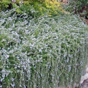 Rosemary Trailing 15cm Pot (Rosmarinus officinalis 'Prostratus)