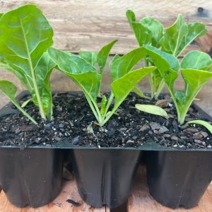 Spinach Chard 6pk
