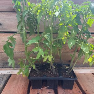 Tomato Floradade 6pk