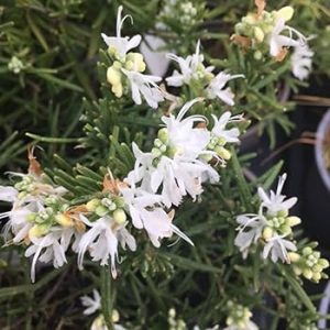Rosemary white (Rosmarinus Officinalis) 17cm Pot