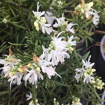 Rosemary white (Rosmarinus Officinalis) 17cm Pot