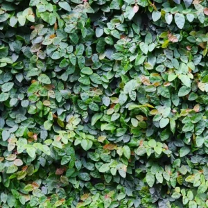 TickyCreeper (Ficus Pumila) 15cm pot