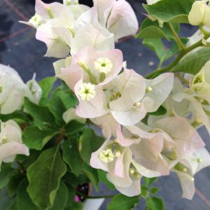 Bougainvillea (Apple Blossom) 20litre