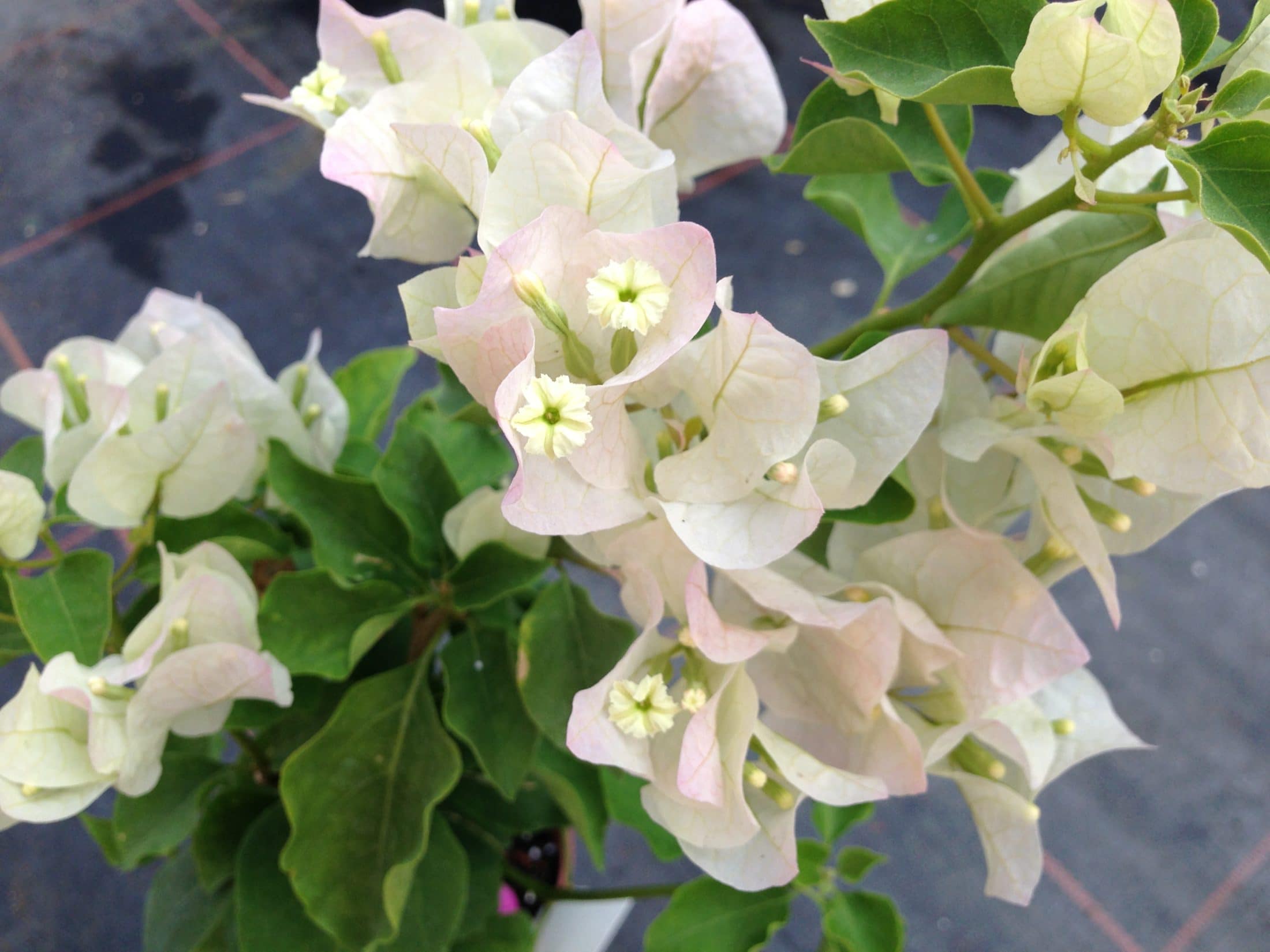 Bougainvillea (Apple Blossom) 20litre