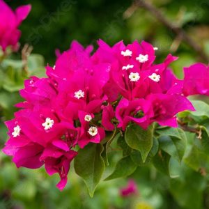Bougainvillea (Tropical Rainbow) 20litre