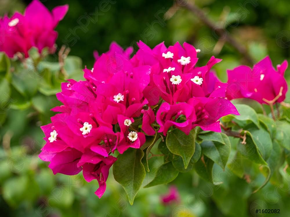 Bougainvillea (Tropical Rainbow) 20litre