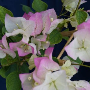 Bougainvillea (Yanis Delight) 20litre