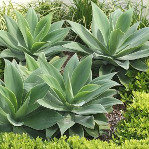 Agave Foxtail (Agave Attenuata) 20litre