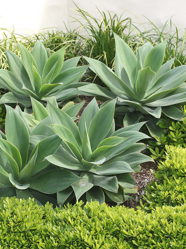 Agave Foxtail (Agave Attenuata) 20litre
