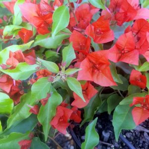 Bougainvillea (Indian Flame) 20litre