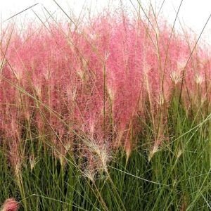 Pink Muhly Grass (Muhlenbergia Capillaris) 15cm Pot