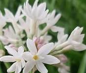 Tulbachia (Pearl) Wild Garlic 15cm