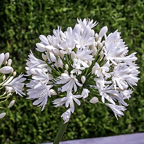 Agapanthus 'Superior White' (Agapanthus Africanus) 17cm pot