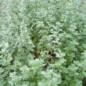 Green Artemisia (Wormwood) 15cm Pot