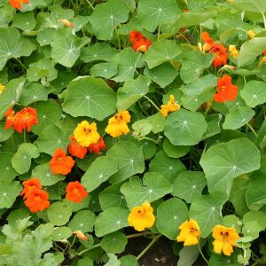 Nasturtiums (Tropaeolum majus) 15cm