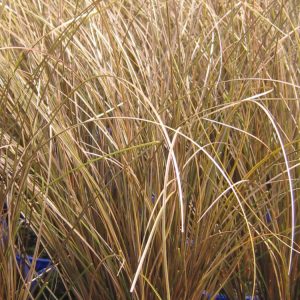 Carex 'Milk Chocolate' (Carex Comans) 15cm