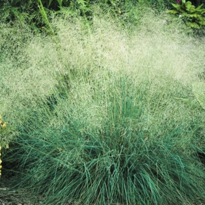 Wind Dancer (Eragrostis Elliotii) 15cm Pot