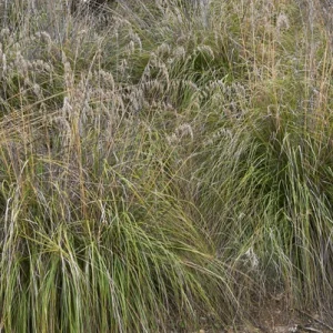 Patagonia Grass (Ampelodesmos Mauritanicus) 17cm